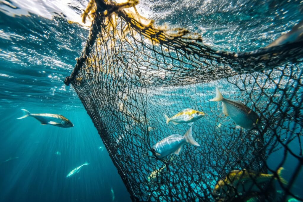 A rede que apanha peixes de todo tipo no evangelho do dia 30 de julho